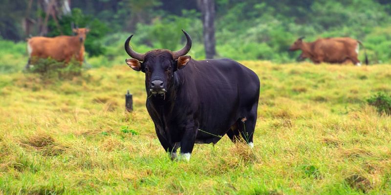 Mơ thấy con bò đen