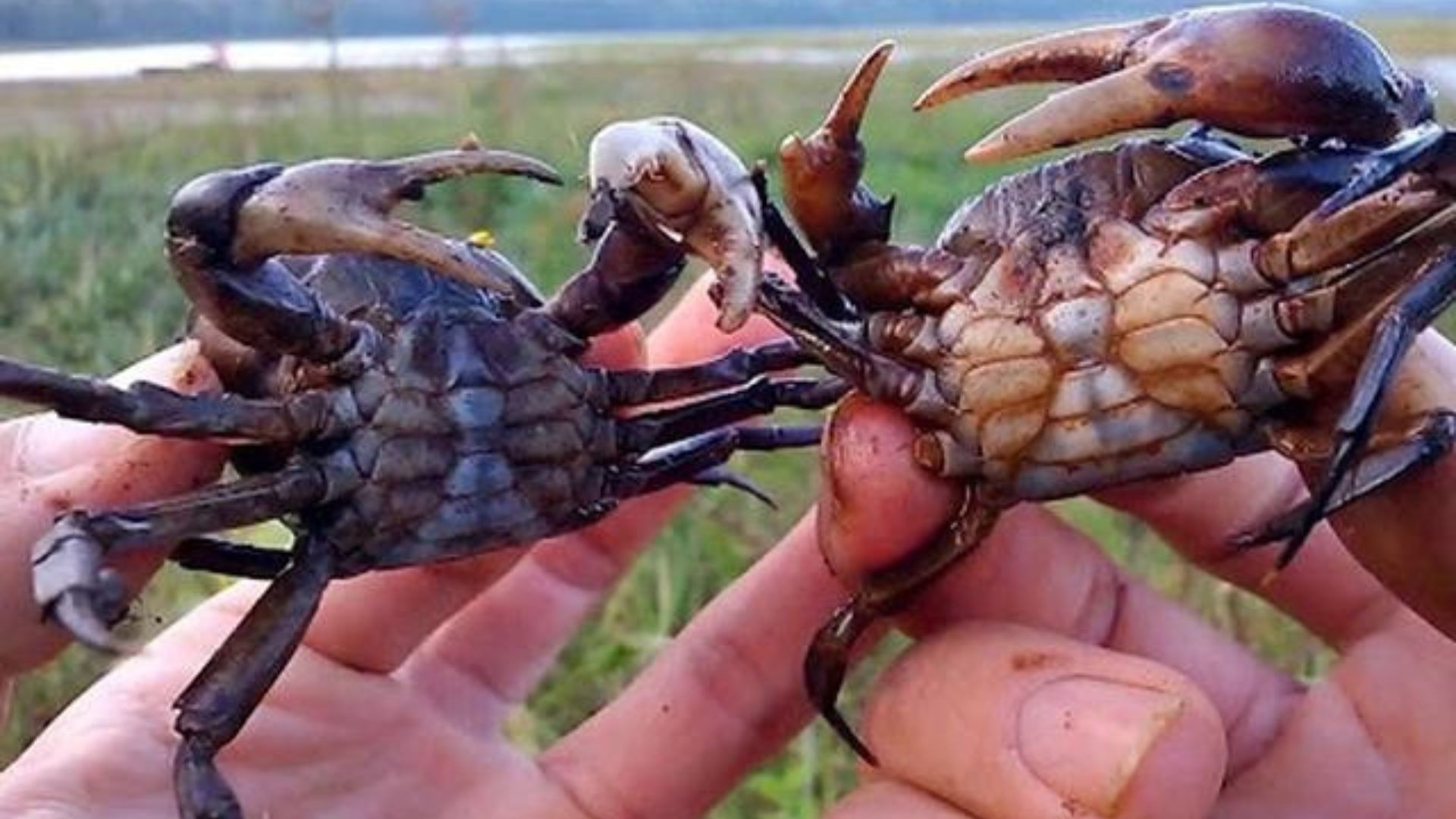 Giải mã giấc mơ thấy cua đồng