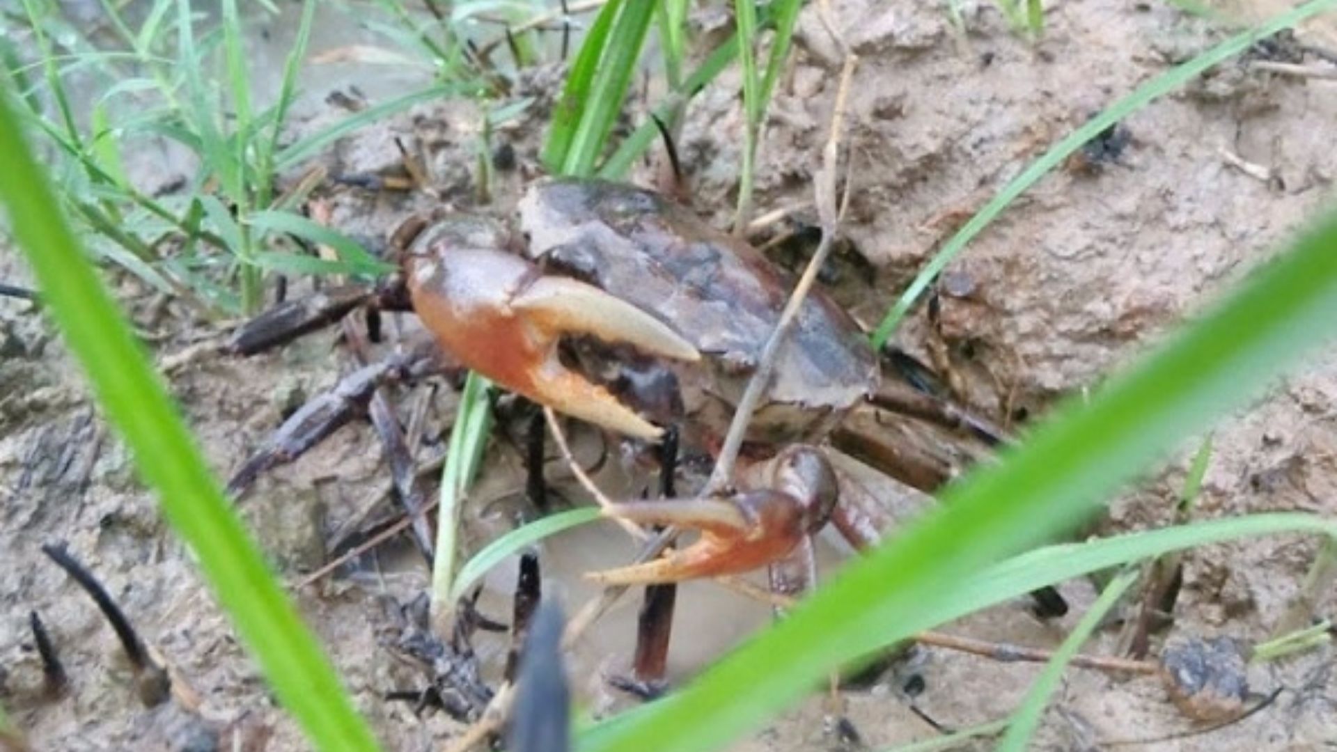 Mơ thấy cua đồng đánh con gì may mắn?