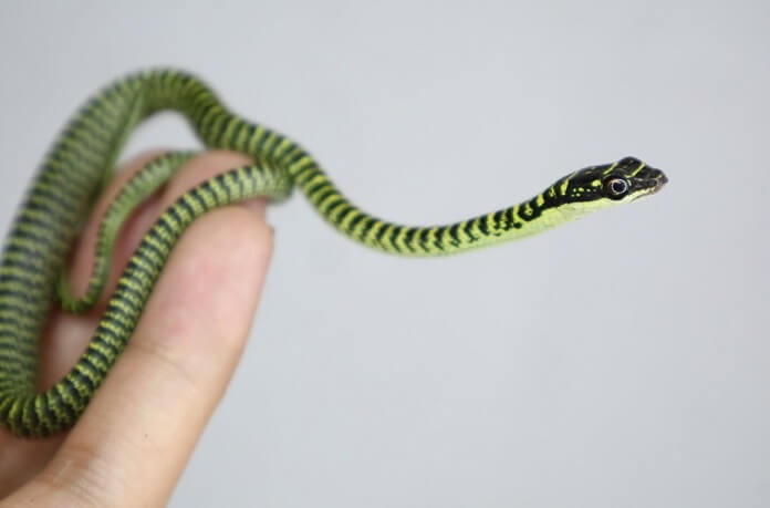 Mơ thấy bắt được rắn đánh con gì thịnh vượng