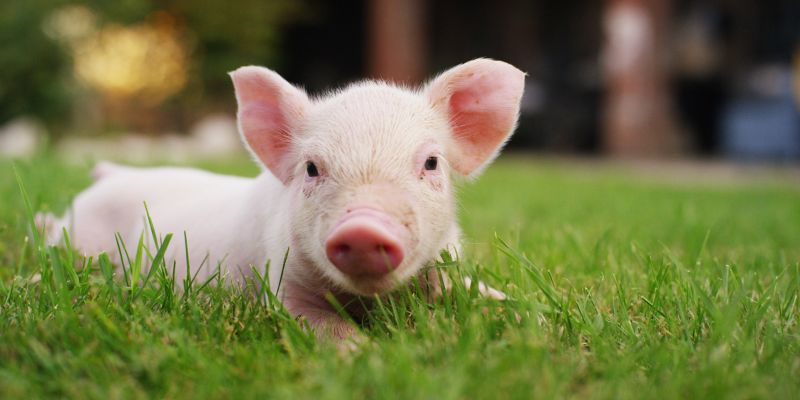 Mơ thấy lợn con