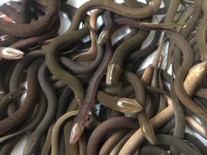 Mơ thấy lươn - Giải mã giấc mơ hay nhất năm 2023