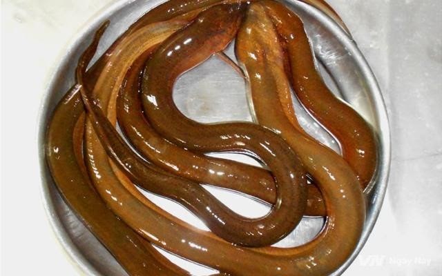 Nằm mơ thấy lươn và những con số may nắm