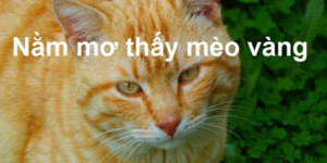 mo thay meo vang3