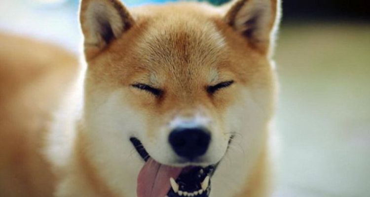 Nằm mơ thấy chó vàng vào nhà