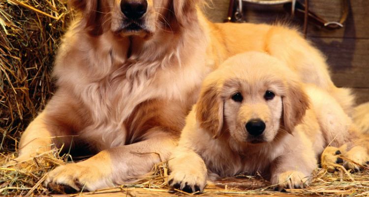 Ý nghĩa nằm mơ thấy chó vàng