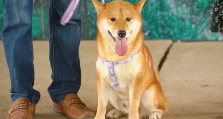 Nằm mơ thấy chó vàng quấn quýt bạn