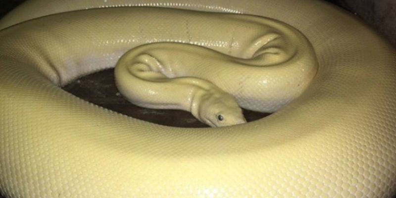 Mơ thấy trăn đánh con gì - Trăn màu vàng