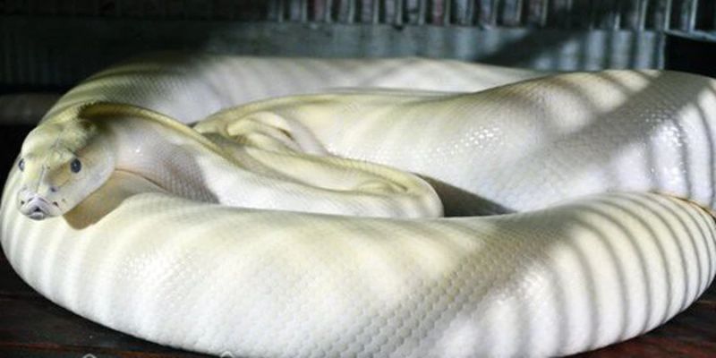 Mơ thấy trăn đánh con gì - Trăn màu trắng
