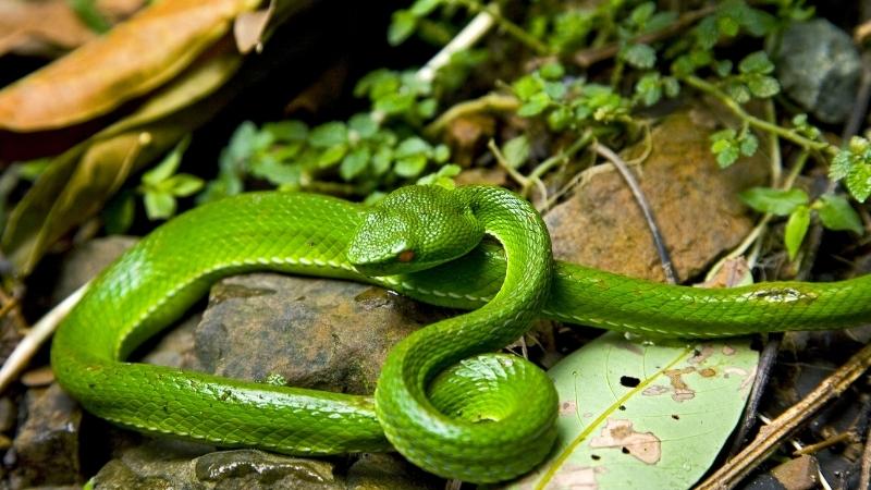 Chiêm bao thấy rắn xanh đánh số gì cát lành